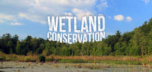 World Wetlands Day | Wetland Conservation Efforts