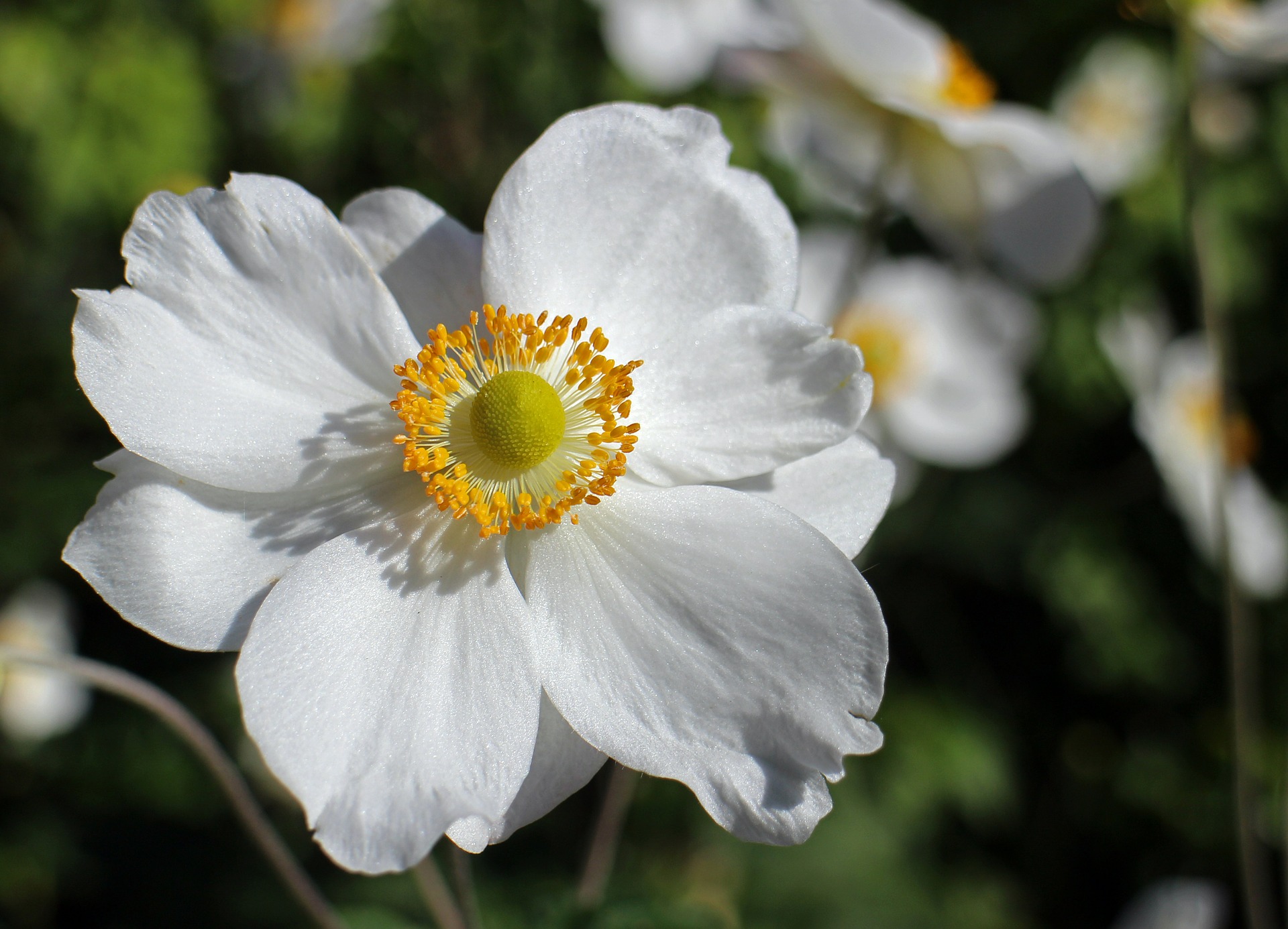 Anemone Plant