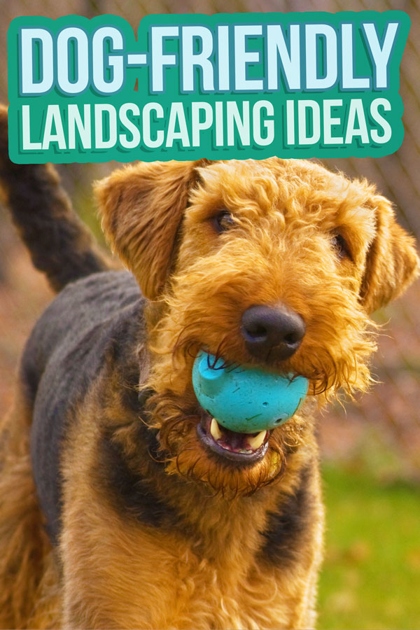 10 Fun Ideas for a More Dog-Friendly Yard