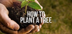 How to Plant Trees in 5 Easy Steps | Budget Dumpster