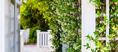 White Wooden Archway Covered in White Flowers