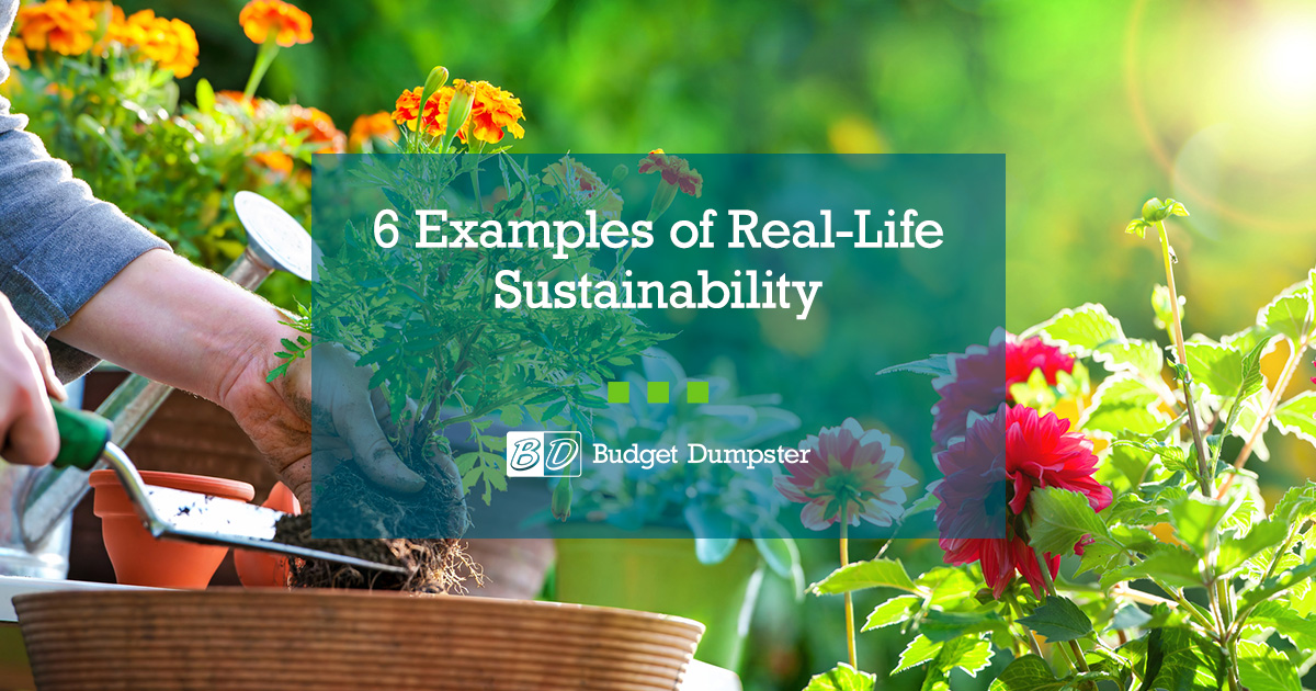 6 Examples Of Real-life Sustainability 