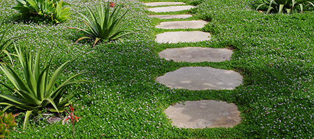 Stepping Stones in Ground Cover With Aloe Plants