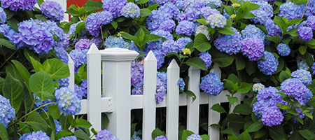 Blue Hydrangea Plant Covering White Fence