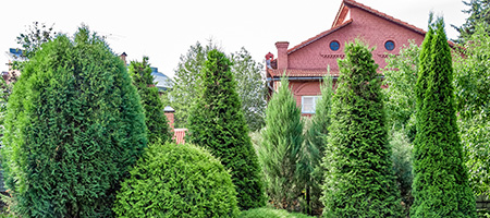 Tall Green Trees Blocking Brick House