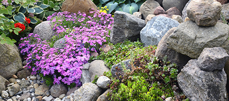 Rock Garden With Purple and Green Plants