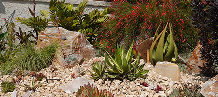 Xeriscape Garden With Rocks and Succulents